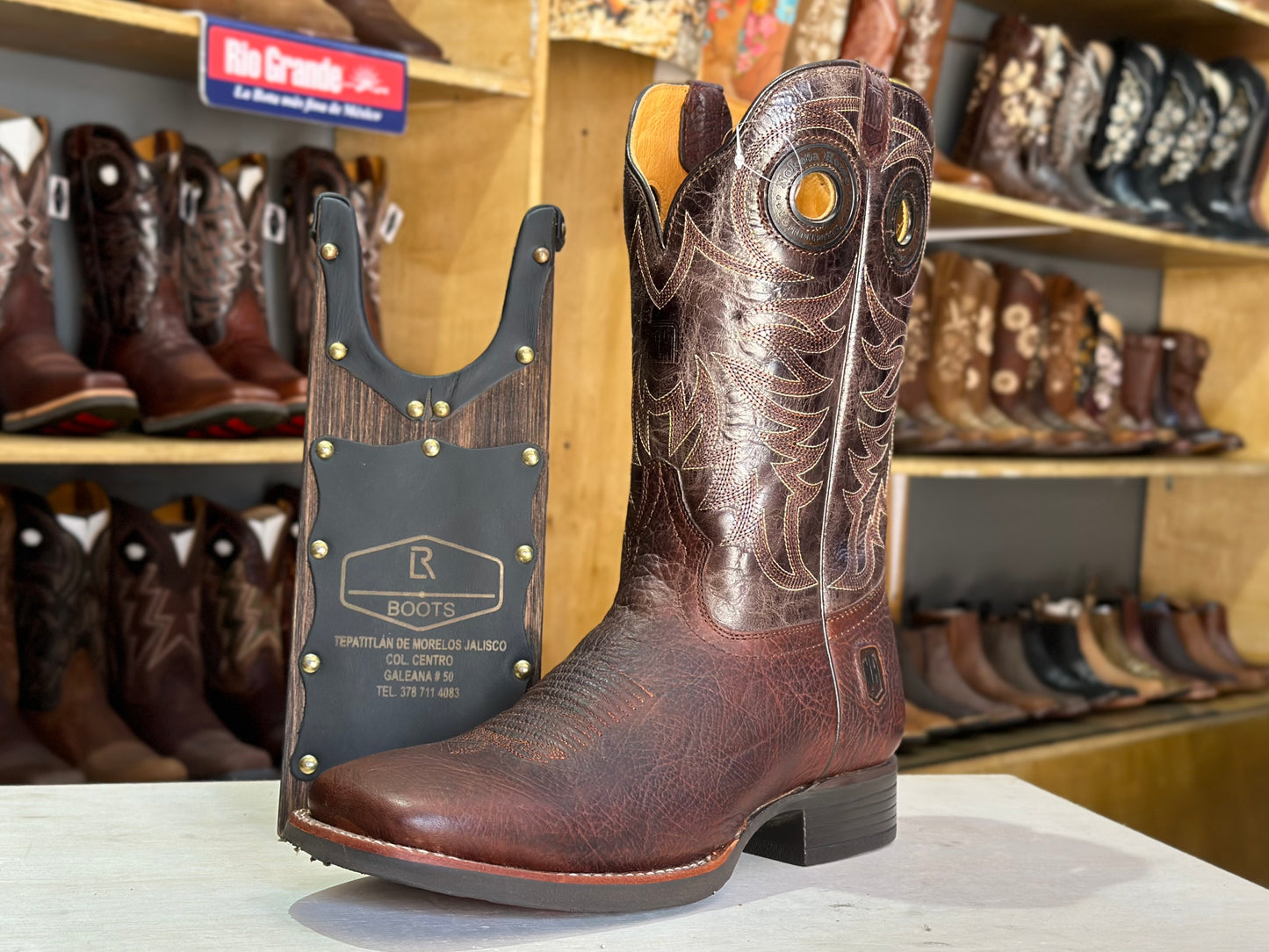 Nokota Horse shoulder Caballero