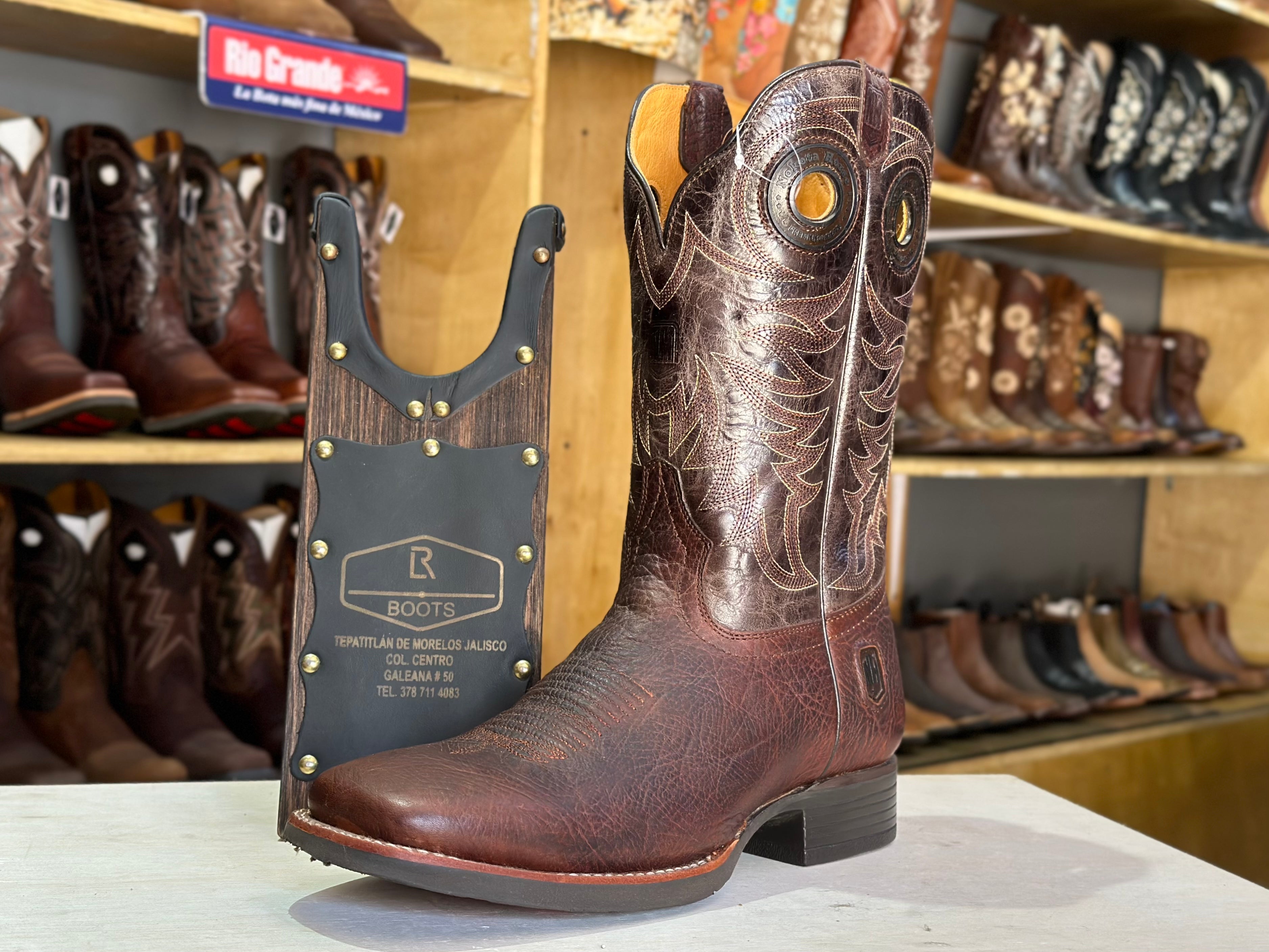 Nokota Horse shoulder Caballero